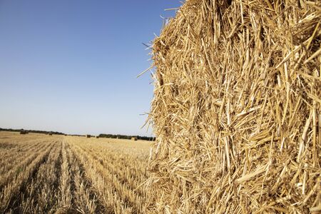 Straw closeup. Bale of straw on the fieldの写真素材