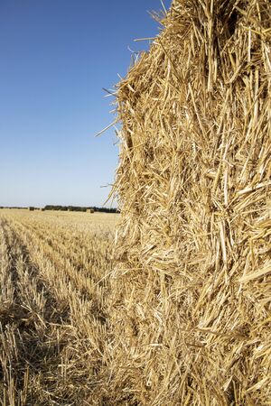 Straw closeup. Bale of straw on the fieldの写真素材