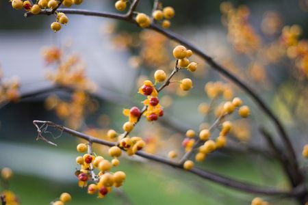 colorful ballsの写真素材