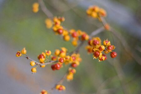 colorful ballsの写真素材