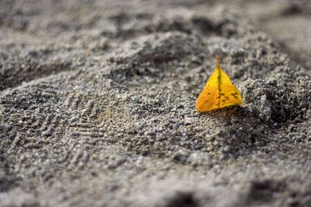 one leafの写真素材