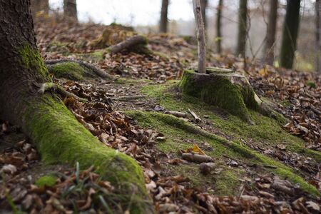 in the woods
