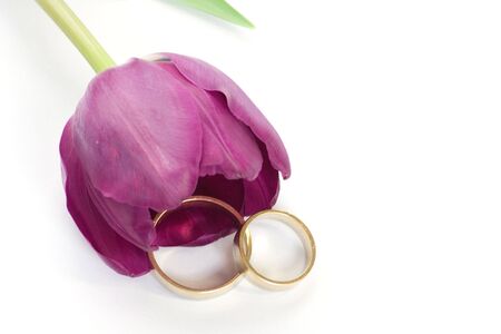 isolated photo of the tulip and ringsの写真素材