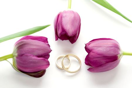 isolated photo of purple tulips and ringsの写真素材