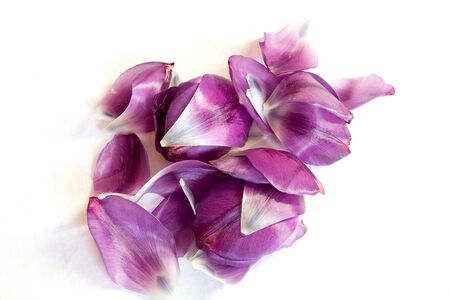 isolated photo of purple petals on whiteの写真素材