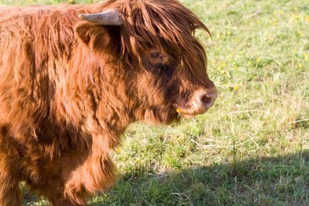 portrait of a brown, furry young cow on the meadow