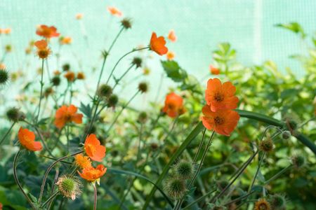beautiful, little orange flowers in the spring sunの写真素材