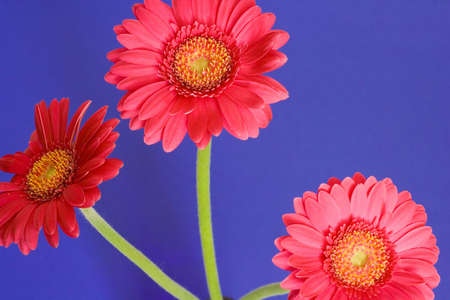 pink flowers isolated on blue