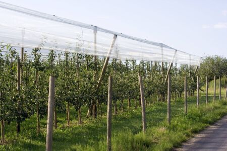 view on the apple orchard.