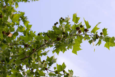 tree with it's fruits against the blue skyの写真素材