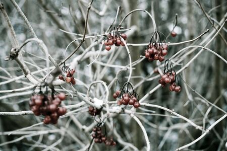 bunch of red fruits on the tree during the winter