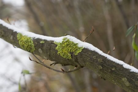 branch of a tree with moss during the winterの写真素材