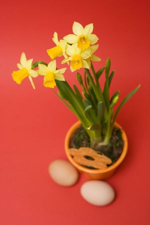 yellow daffodils and eggs isolated on redの写真素材