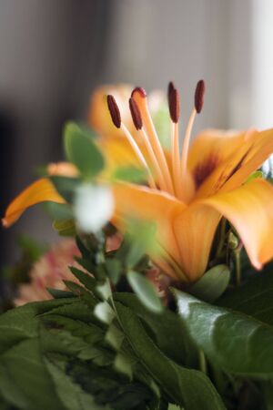 a close up of an orange lillyの写真素材