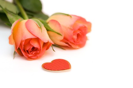 Roses isolated on white. space for textの写真素材