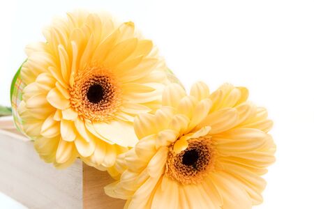 yellow gerberas isolated on white. valentines dayの写真素材