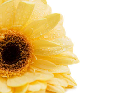 yellow gerbera isolated on white. valentine's dayの写真素材