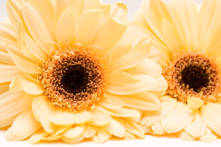 yellow gerbera isolated on white. valentine's dayの写真素材