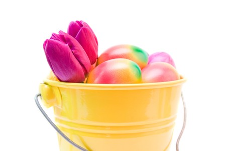 colorful easter eggs and purple tulips isolated on whiteの写真素材