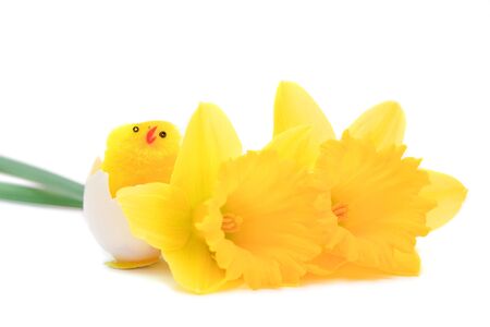 yellow daffodils and easter egg isolated on whiteの写真素材