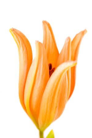 one beautiful orange lily against white backgroundの写真素材