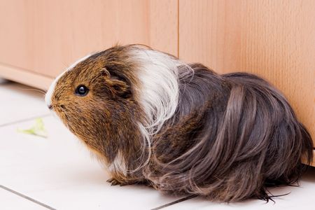 long haired guinea pig sitting on a floor