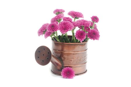 watering can with flowers isolated on whiteの写真素材