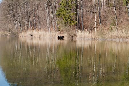 view on the lake. reflection of treesの写真素材