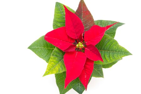 Poinsettia The Christmas Star Flower, isolated on white の写真素材