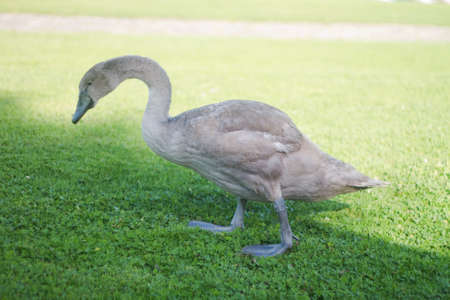 Young swan on the grass at sunny summer dayの写真素材