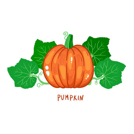 Pumpkin and leafs colorful vegetable vector iconのイラスト素材