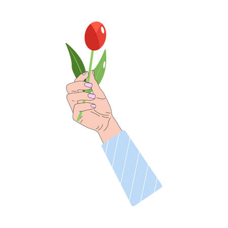 Flower in hand. Red tulip in hand. Hand holds a flower. Isolated image. Vector illustrationのイラスト素材