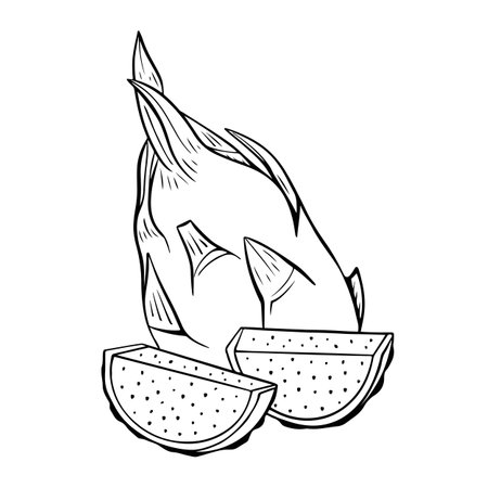 Pitaya fruits outline, drawing monochrome illustration. Summer fruits for healthy lifestyle. Vector illustrationのイラスト素材