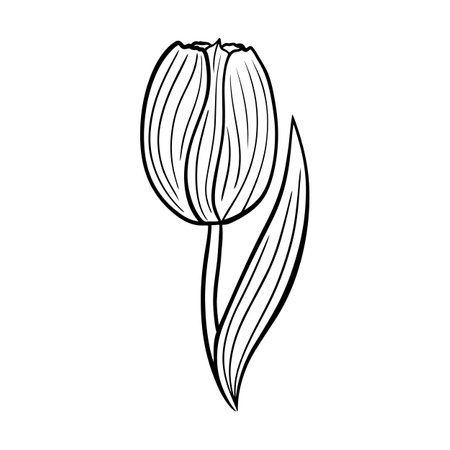 Tulip in doodle style. Element for design, print, decoration, textile. Vectorのイラスト素材