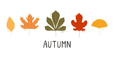 Autumn leaves. Collection of ginkgo, maple, chestnut, birch leaves. Vector illustrationのイラスト素材