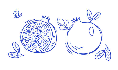 Pomegranate in doodle style. Half of pomegranate fruit and whole isolated on white background. Illustration for design of various products, juices, cosmetics. Vector illustrationのイラスト素材