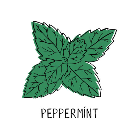 Peppermint. Mint. Hand-drawn illustration of a plant in doodle style. For the traditional menu of the bar and cuisine, treatment, medicine, gardening. Vector illustrationのイラスト素材