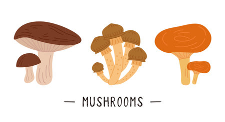 Set of cute autumn mushrooms. Autumn set of vector design elements drawn by hand. Autumn, Thanksgiving, fall seasonのイラスト素材