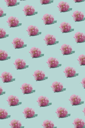 Pattern of pink roses on a pastel blue background. Conceptual idea.の写真素材
