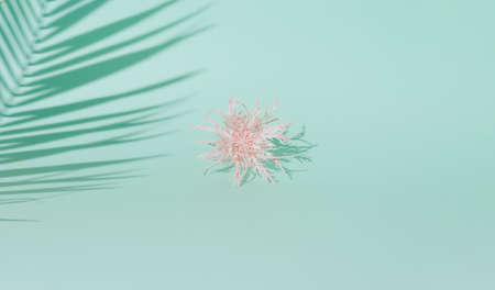 Pink flower and palm leaf shade on pastel blue backgrounds.の写真素材