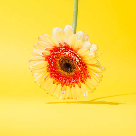 Flower with red tones and green stem and its shade. Yellow background.の写真素材