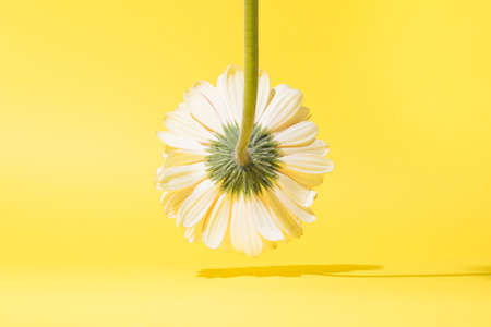 Pastel flower with a green stem turned upside down and its shade. Yellow background.の写真素材