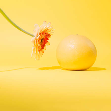 Flower set as if looking at a grapefruit. Conceptual setting on a yellow summer background.の写真素材