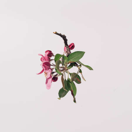 Spring, artistic and conceptual setting. White background emphasizes the shape and color of flowers.の写真素材