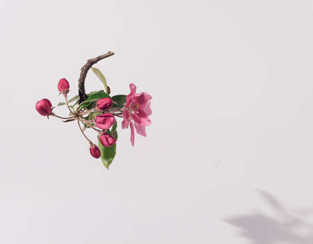 Spring, artistic and conceptual setting. White background emphasizes the shape and color of flowers.の写真素材