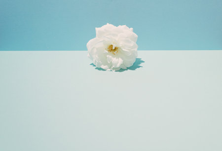 White rose on a two-tone background. Conceptual setting on a summer theme. Blue colors.