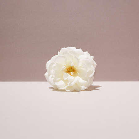 White rose on a two-tone background. Conceptual setting on a summer theme. Pastel colors.の写真素材