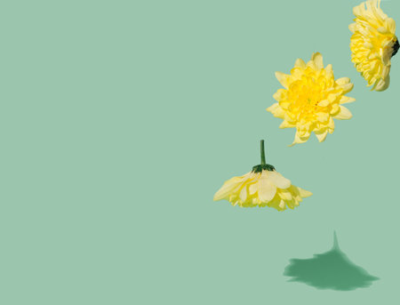 Yellow spring flower falling on a pastel background. Conceptual setting. Minimalism and art. Still life.の写真素材