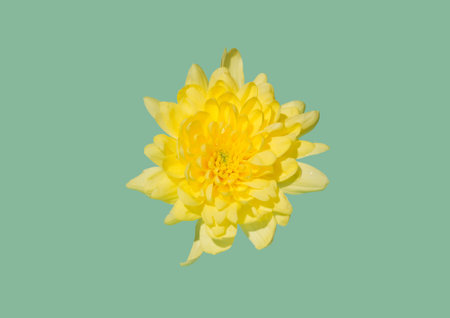 Yellow spring flower on a pastel background. Conceptual setting associated with sunny summer. Minimalism.の写真素材