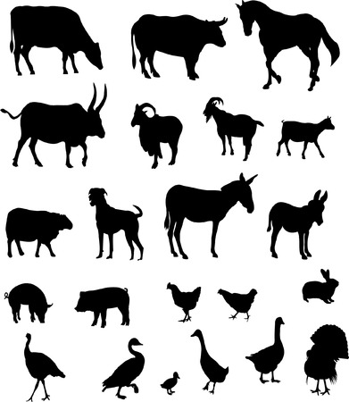 big collection of farm animalsのイラスト素材